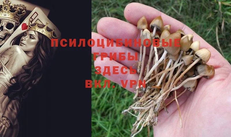 Псилоцибиновые грибы Magic Shrooms  как найти закладки  Анадырь 